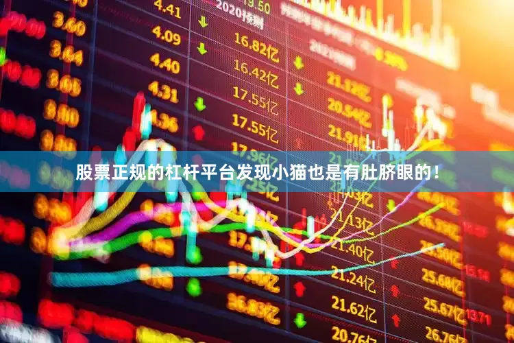 股票正规的杠杆平台发现小猫也是有肚脐眼的！